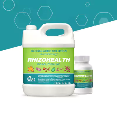 Zwei Behälter des Produkts RHIZOHEALTH von Global Agro Solution – Biotechnologische Lösung für gesunde Pflanzenwurzeln und verbesserte Bodenmikrobiologie.