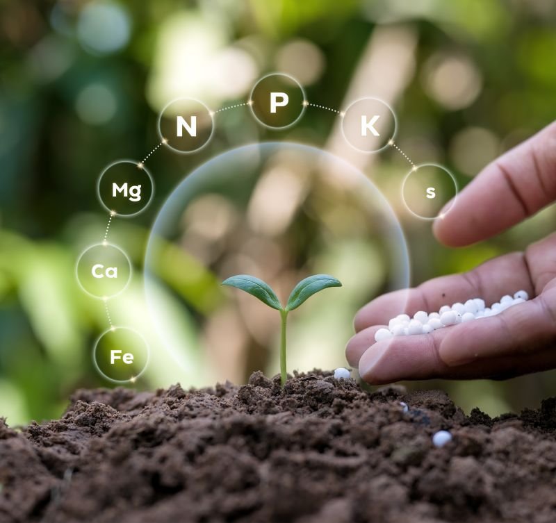 Nährstoffversorgung für gesunde Pflanzenentwicklung